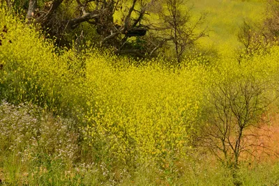 DSC_6394 (Large).JPG